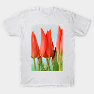 Tulipa praestans  &#39;Van Tubergen&#39;s Variety&#39;  Miscellaneous tulip T-Shirt